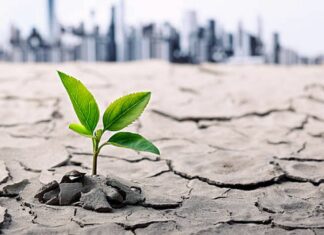 Expert în agroecologie, despre cum pot fi limitate efectele încălzirii globale. Noi soiuri de plante, adaptate la secetă